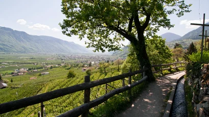Wanderweg mit Holzgeländer und Baum, Blick auf Tal und Berge